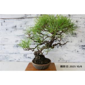 盆栽 『赤松』 苔 和風 インテリア 松 園芸 ガーデニング オブジェ 観葉植物 b182