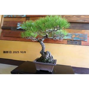 盆栽 『黒松』 苔 和風 インテリア 松 園芸 ガーデニング オブジェ 観葉植物 b184