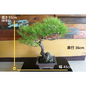 盆栽 『黒松』 苔 和風 インテリア 松 園芸...の詳細画像1