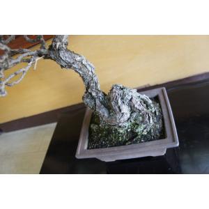 盆栽 『黒松』 苔 和風 インテリア 松 園芸...の詳細画像2