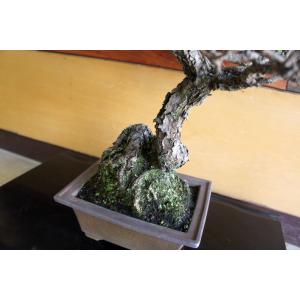 盆栽 『黒松』 苔 和風 インテリア 松 園芸...の詳細画像5