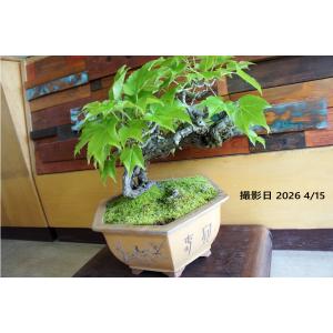 盆栽 『蔦（ツタ）』 紅葉 和風 インテリア アート 園芸 ガーデニング オブジェ 観葉植物 b188