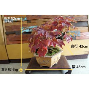 盆栽 『蔦(ツタ)』 紅葉 和風 インテリア ...の詳細画像1