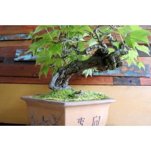 盆栽 『蔦(ツタ)』 紅葉 和風 インテリア ...の詳細画像3