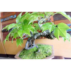 盆栽 『蔦(ツタ)』 紅葉 和風 インテリア ...の詳細画像4