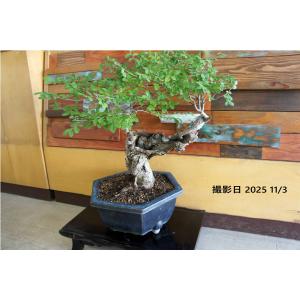 盆栽 『ブナ』 和風 インテリア 苔 紅葉 園芸 ガーデニング オブジェ 観葉植物 b192