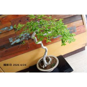 盆栽 『コマユミ』 和風 インテリア 花 紅葉 実 アート 園芸 ガーデニング オブジェ 観葉植物 b193