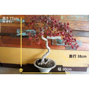盆栽 『コマユミ』 和風 インテリア 花 紅葉...の詳細画像1