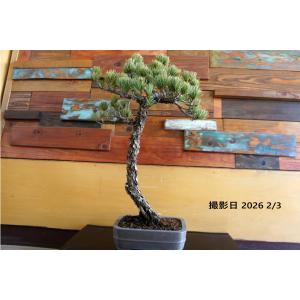 盆栽 『五葉松』 和風 インテリア 松 園芸 ガーデニング オブジェ 観葉植物 b199