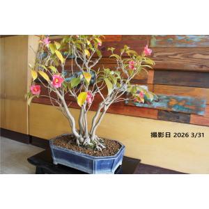 盆栽 『椿』ツバキ 花 和風 インテリア 園芸 ガーデニング オブジェ 観葉植物 b212