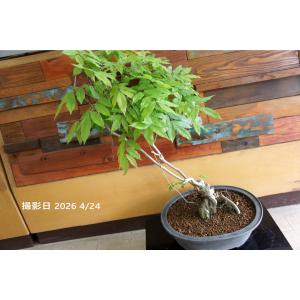 盆栽 『藤』 花 和風 インテリア 園芸 ガーデニング オブジェ 観葉植物 b229
