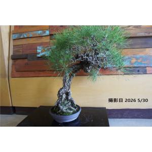 盆栽 『黒松』 和風 インテリア 松 園芸 ガーデニング オブジェ 観葉植物 b263