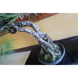 盆栽 『黒松』 和風 インテリア 松 園芸 ガ...の詳細画像2