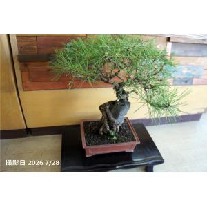盆栽 『赤松』 石付き 和風 インテリア 松 園芸 ガーデニング オブジェ 観葉植物 b300