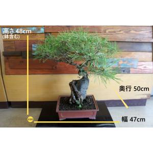 盆栽 『赤松』 石付き 和風 インテリア 松 ...の詳細画像1