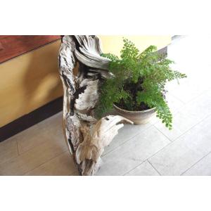 流木 インテリア 大型サイズ オブジェ ガーデニング おしゃれ 雑貨