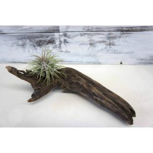 インテリア 流木 おしゃれ 雑貨 オブジェ 置物 観葉植物 ディスプレイ