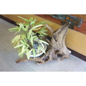 流木 大型サイズ インテリア オブジェ おしゃれ 爬虫類 登り木