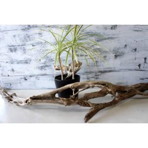 流木 大型の商品一覧 通販 Yahoo ショッピング