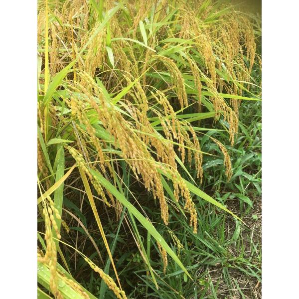 籾殻ケイ酸（富山県射水市産の籾殻焼成シリカ）　フレコン入りサンプル　150kg