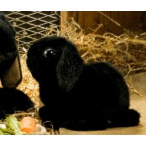 たれ耳 黒ウサギの商品一覧 通販 Yahoo ショッピング