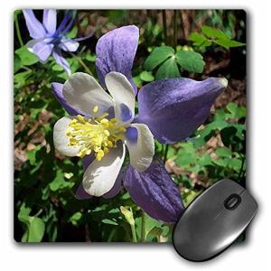 Columbine 花の商品一覧 通販 Yahoo ショッピング