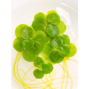 【5株】国産無農薬アマゾンフロッグピット【メダカの水草】めだか 目高 生体 浮草 ゾウリムシ ミジンコ PSB と同梱可能 生クロレラ同梱不可