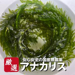 【送料無料】【10本】メダカの水草【国産無農薬アナカリス】めだか オオカナダモ ゾウリムシ ミジンコ PSB と同梱可能 生クロレラ同梱不可｜高級メダカworld green aquarium