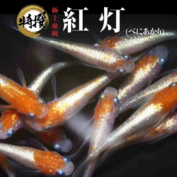 メダカ 入門【紅灯 入門用成魚5匹】めだか 生体 べにあかり 初心者 ゾウリムシ ミジンコ PSB ...