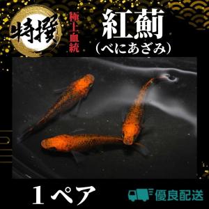 【成魚1ペア】メダカ 紅薊【めだか】生体 べにあざみ ゾウリムシ ミジンコ PSB と同梱可能 生クロレラ同梱不可