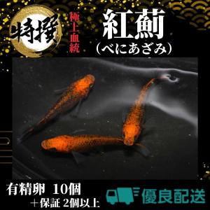 【有精卵10個】メダカの卵 紅薊【めだか】べにあざみ 観賞魚 たまご ゾウリムシ ミジンコ PSB と同梱可能 生クロレラ同梱不可