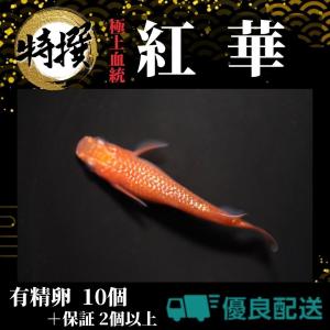 【有精卵10個】メダカの卵 紅華【めだか】観賞魚 たまご ゾウリムシ ミジンコ PSB と同梱可能 生クロレラ同梱不可