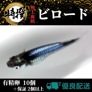 【有精卵10個】メダカの卵 ビロード【めだか】観賞魚 たまご ゾウリムシ ミジンコ PSB と同梱可能 生クロレラ同梱不可