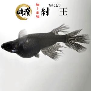【入門用成魚10匹】メダカ 紂王【送料無料】めだ...の商品画像
