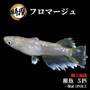【5匹＋α】メダカ フロマージュ【送料無料】S~SSサイズ 稚魚 めだか 生体 ゾウリムシ PSB ミジンコ と同梱包可能 生クロレラ同梱不可