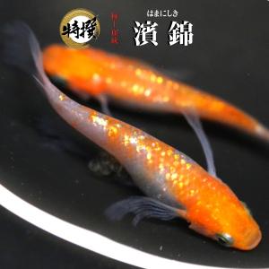 【入門用成魚5匹】メダカ 濱錦【送料無料】初心者 素人 めだか 生体 目高 はまにしき ゾウリムシ ミジンコ PSB と同梱可能 生クロレラ同梱不可