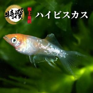 【成魚5匹】メダカ ハイビスカス【めだか】ゾウリムシ ミジンコ PSB と同梱可能 生クロレラ同梱不可