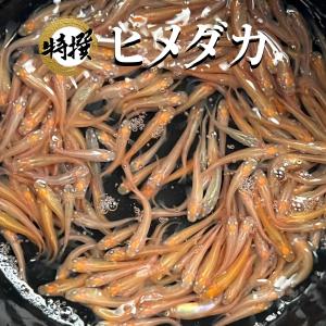 【300匹】ヒメダカ【送料無料】ひめだか メダカ めだか 目高 生体 餌用 エサ用 ビオトープやメダカ掬いに！