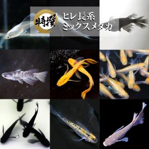 【10匹+α】メダカ ヒレ長系ミックスメダカ【送...の商品画像