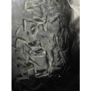 メダカメダカと同梱制限有　ゾウリムシ ミジンコ  PSB