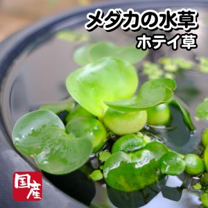 【1株】国産無農薬ホテイ草【メダカの水草】めだか 目高 生体 ホテイアオイ 浮草 ゾウリムシ ミジンコ PSB と同梱可能 生クロレラ同梱不可