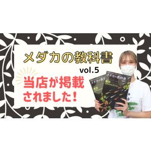 【1株】国産無農薬ホテイ草【メダカの水草】めだ...の詳細画像4