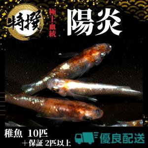 【稚魚10匹】メダカ 陽炎【めだか】ちぎょ 観賞...の商品画像
