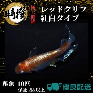 メダカ【レッドクリフ紅白 稚魚10匹】めだか れっどくりふ 生体 ゾウリムシ ミジンコ PSB と同梱可