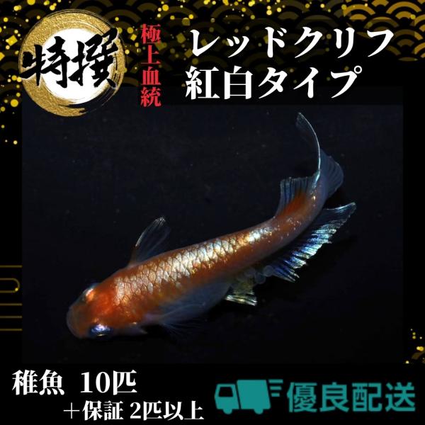 メダカ【レッドクリフ紅白 稚魚10匹】めだか れっどくりふ 生体 ゾウリムシ ミジンコ PSB と同...