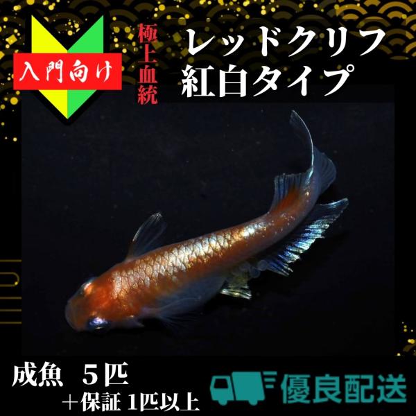 メダカ 入門【レッドクリフ紅白 成魚5匹】めだか れっどくりふ 生体 ゾウリムシ ミジンコPSBと同...