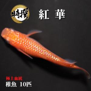【稚魚10匹】メダカ 紅華【送料無料】紅華メダカ めだか 生体 目高 こうか ラメ ゾウリムシ ミジンコ PSB と同梱可能 生クロレラ同梱不可