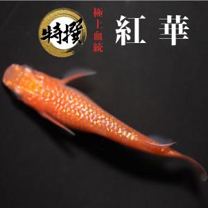 【入門用成魚5匹】メダカ 紅華【送料無料】めだか 初心者 生体 ゾウリムシ ミジンコ PSB と同梱可能