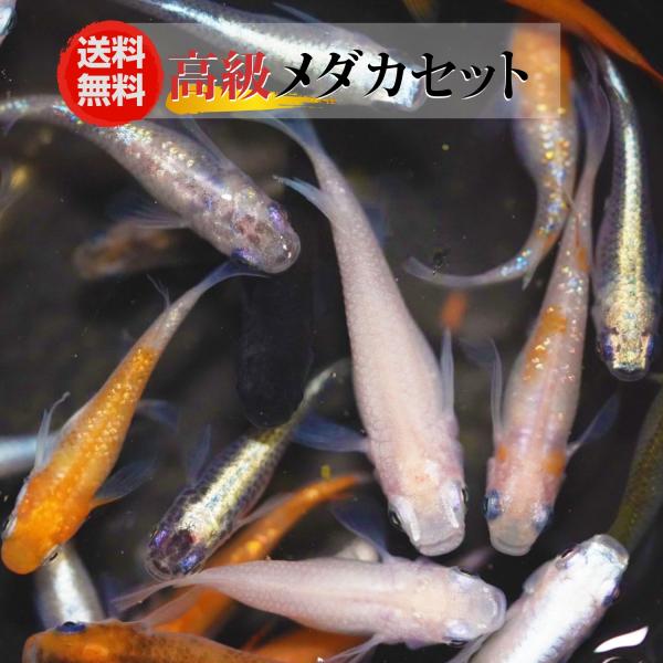 【成魚20匹】メダカ 高級ミックスメダカ【送料無料】めだか 目高 生体 人気品種入り！