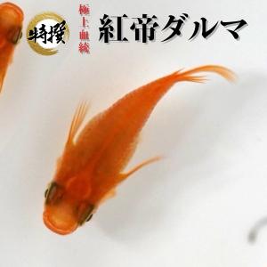 【有精卵10個】メダカの卵 紅帝ダルマ【めだか】生体 目高 紅帝ダルマメダカ ゾウリムシ ミジンコ PSB と同梱可能 生クロレラ同梱不可
